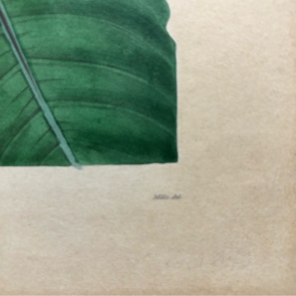 Poinsettia Botanical Chromo Lithograph Print - Picture 5 of 6